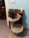 catbed/scratchpost