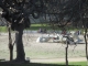 parkgoers