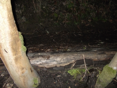 Mud below log