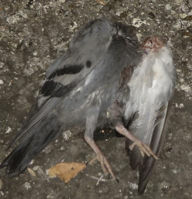 dead feathers