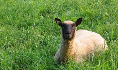 Ewe