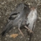 dead feathers