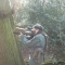 Woodland war