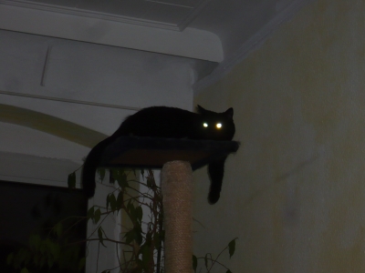a model