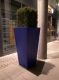 A very square plant