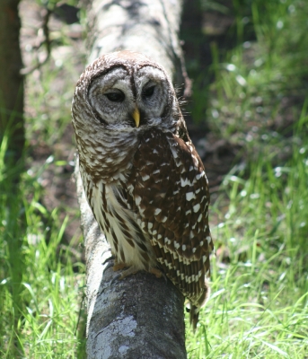 Owls are not barred from participating.