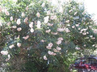 Blooming horse chestnut Blooming horse chestnut