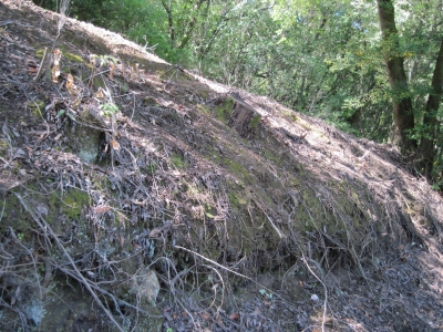 Goodbye trees Goodbye trees