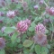 Burry clover