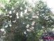 Blooming horse chestnut