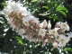 Blooms up close