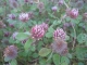 Burry clover