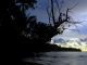 The solitary tree