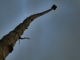 Male spotted!