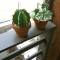 papercraft plants