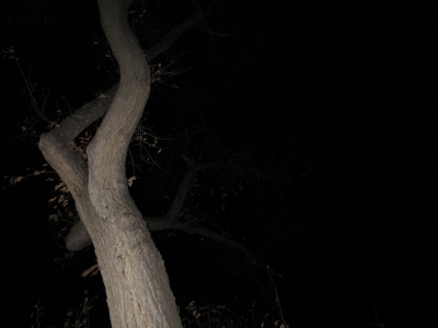 The Elm