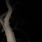The Elm