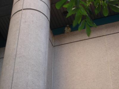 OWL! Kill It! OWL! Kill It!