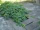 DSC03299.JPG