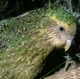 kakapo.jpg