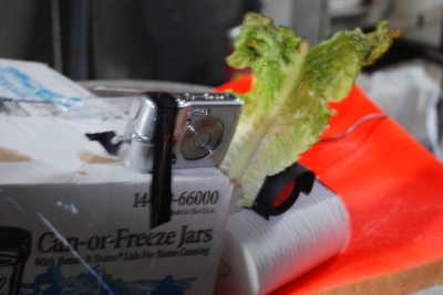 growing on everything...