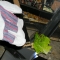 ... lettuce???