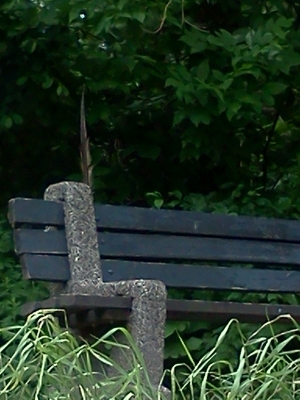 bench-feather.jpg