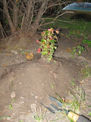 What a large amount of dirt.