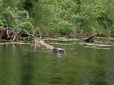turtle-on-a-log.jpg