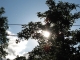 The trees