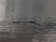 ducks-close.jpg