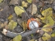 LITTER
