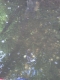 through-the-water3.jpg