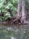 tree.jpg