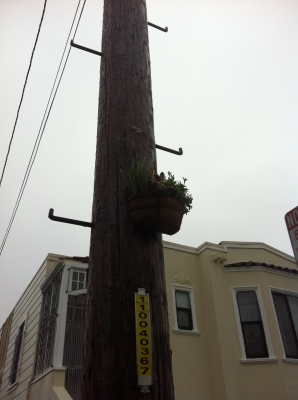 Potted plant
