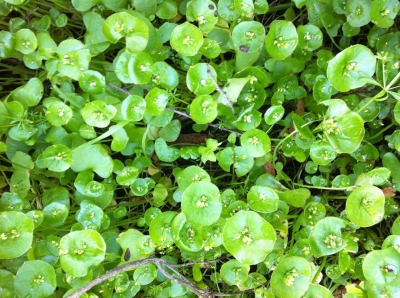 Baby miner's lettuce is even better.  Mmm! Baby miner's lettuce is even better.  Mmm!