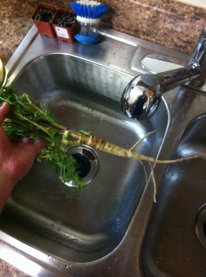 The root has the highest concentration of poison. The root has the highest concentration of poison.