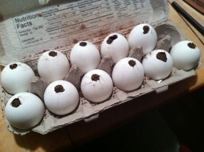 Eggshells packed to the brim with seeds.