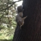 This squirrel is suspicious of unseasonal activities.