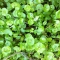 Baby miner's lettuce is even better.  Mmm!