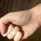 The Callouses on Your Hands by Sam Archer The Callouses on Your Hands by Sam Archer