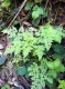 This is hemlock.  Not good to eat.