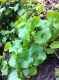 Miner's lettuce.  This is good to eat.