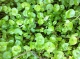 Baby miner's lettuce is even better.  Mmm!