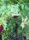 Collecting a sample.
