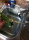 The root has the highest concentration of poison.