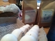 The materials: hollow eggshells and 2 pounds of seeds.
