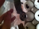 Feels strangely like making actual bombs.