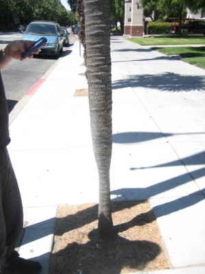 emaciated tree.JPG