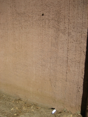 baby lizard!